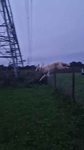 Can this wolfdog really clear a seven foot fence?