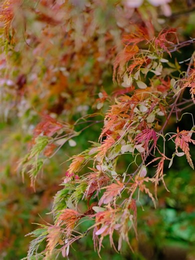 Herons Bonsai on Reels