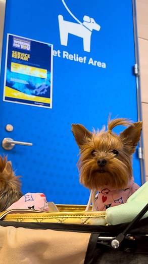 How thoughtful is this? On a recent trip through Newark airport ✈️ we discovered 🧐 the pet relief area was under repair due to a leaky pipe. Thanks to the conscientious, good people that work at EWR, all the Pup 🐕 travelers were able to do their business in a make shift relief area. Super clean and super thoughtful!!🙏🏻 4 paws 🐾🐾 up to the EWR airport! 👏 Interested in learning more about #travelingwithadog … Leave any questions you may have⬇️ Follow for more tips, tricks and inspiration ❤️