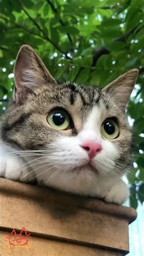 Cat Giggles #312 – Your Daily Dose of Funny Cats! 😻 #shorts #pet #cat #funny #foryou #viralvideo
