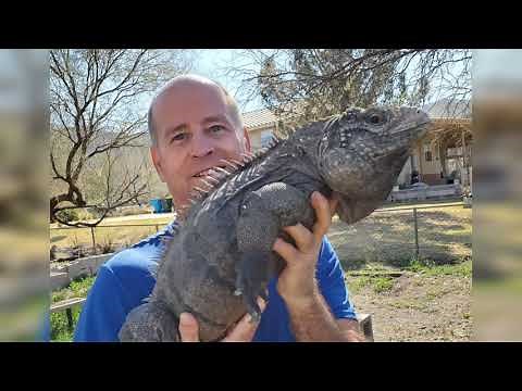 Reptile Care - Rhino Iguanas