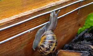 An Electric Fence For Snails And Slugs