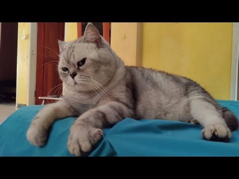528Hz Cat Music – Gentle Purring for Stress Relief