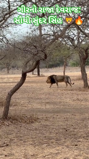 asiatic lion devaraj 🦁 #sasangir