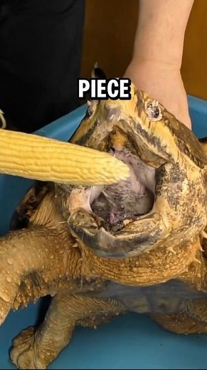 Why You Should NEVER Touch A Snapping Turtle? #animals