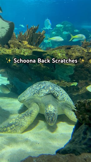 Schoona Back Scratches 🐢 Did you know turtles can feel sensations on the outside of their shells?!
