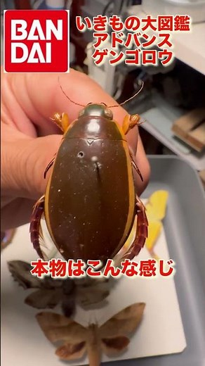 いきもの大図鑑 ゲンゴロウ オンライン版# #昆虫 # #クワガタ #カブトムシ#ガチャガチャ