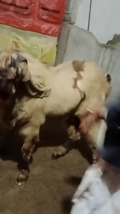 59K views · 784 reactions | Wow tech #farmlife #earn #pets #farming #animals #trending #viralreels #facts | Goat breed of Kashmir Punjab | Facebook