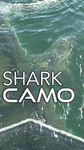 261K views · 2.1K reactions | White sharks are masters of disguise...