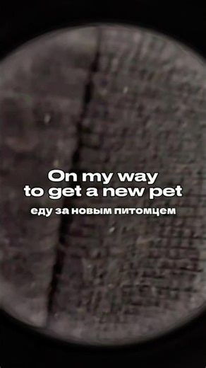 Еду за новым питомцем - королевским питоном