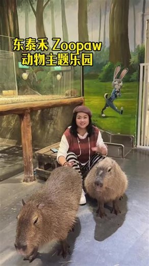 快带上宝贝来免费骑马 撸萌宠啦！一票畅玩 太划算了#Zoopaw动物主题乐园 #春节去哪玩 #亲子游玩好去处 #动物城 #萌宠