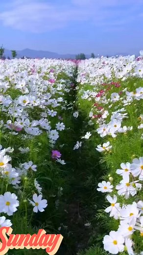 56K views · 2.9K reactions | # #scenery #nature | Jared | Facebook