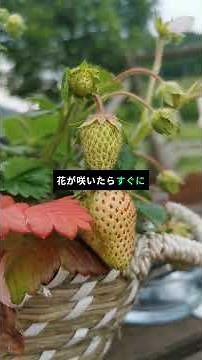🍓 いちごはランナーで増やして毎年収穫！育て方の3大ポイント