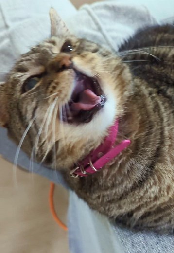 It’s Cheese! #talkingcat | Aymie Herman Family