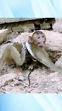 poor monkey was attacked by snake