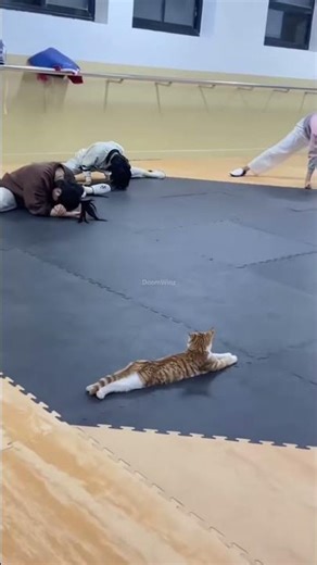 kucing yang random random