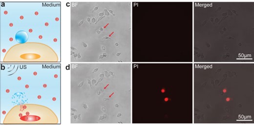 Dynamic reorganization of multivesicular bodies and exosome production impacted by sonoporation - Scientific Reports