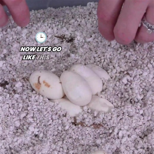 Finding Surprise Corn Snake Eggs In Enclosure! #Snake #SnakeEggs #Breeding #Animal #Reptile