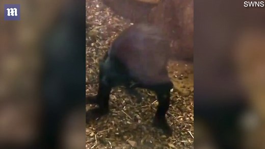 Tiny spider monkey born while mother swings in mid-air from ropes at Dudley Zoo