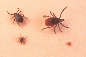 Ticks are showing up in places where they didn’t use to