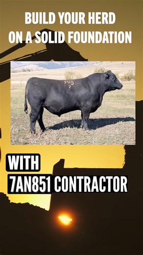 CONTRACTOR is a breed leader for HP and PAP and ranks in the top 25% or better for a total of 17 traits. He was bred and acquired to be a calving ease cow maker that offers outcross potential, proven maternal excellence and exceptional genetic merit. | Select Sires Beef