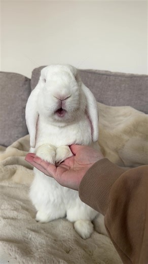 Bunny Squeaks ASMR Compilation