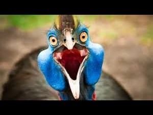 Cassowary Bird A Man was killed by this bird in April 2019!