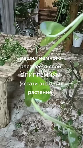 Indoor Greenery: Showcasing the Elenium Plant