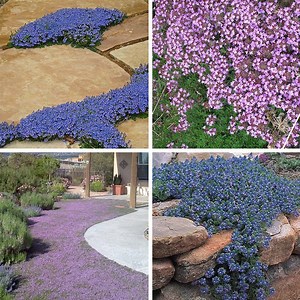 Tread On Me Evergreen Groundcover Collection | High Country Gardens