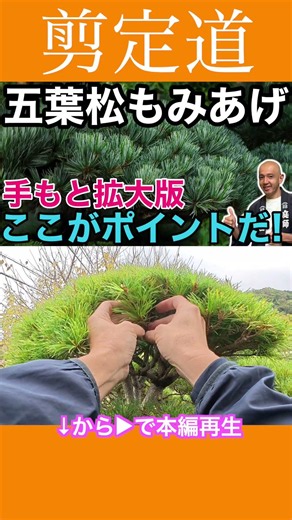 Close-up of the pruning process: Easy-to-understand explanation of pine tree trimming #pruningmet...
