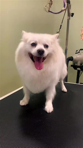 🐕 German Spitz Ο German Spitz είναι μία από τις αρχαιότερες ευρωπαϊκές φυλές. Προέρχεται από τους πρώιμους σκύλους της Κεντρικής Ευρώπης και εξελίχθηκε δίπλα στον άνθρωπο ως σκύλος φύλαξης και ειδοποίησης, όχι ως σκύλος κυνηγιού. Αυτό εξηγεί: • την έντονη εγρήγορση • τη φωνή του (alarm dog) • τον ισχυρό δεσμό με το περιβάλλον του Παρά το μέγεθός του, ο German Spitz είναι σκύλος με χαρακτήρα και προσωπικότητα, όχι διακοσμητικός. ✂️ Grooming German Spitz τι πραγματικά χρειάζεται Το διπλό του τρίχ