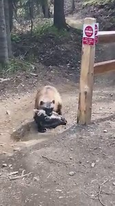 3.9M views · 3.9K reactions | A young wolverine wandering the Anchorage hillside trails with his dinner..  #SharingAlaska by Kelly Willett | Sharing Alaska | Facebook
