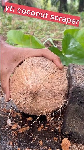 day 21 removing the coconut from its shell