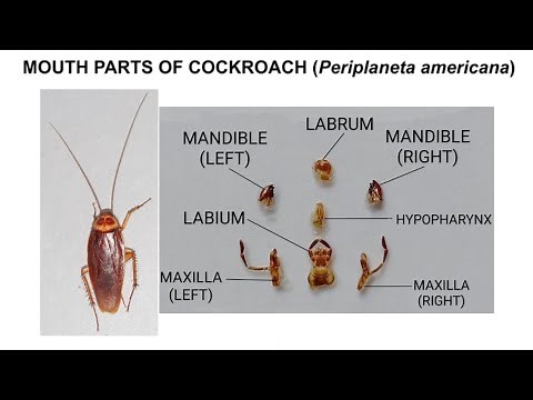 DISSECTION OF COCKROACH (Periplaneta americana) MOUTH PARTS