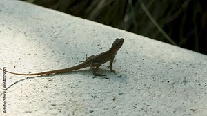 Footage of a small brown lizard standing on a white concrete bench surrounded by lush green trees and plants at Miami Botanical Garden in Miami Beach Florida USA