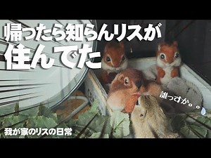 部屋んぽから帰ったら知らんリスが住んでるんだが、、【リチャードソンジリス】144