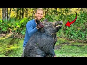 Catching BIG Hogs with Dogs... This Got Intense!
