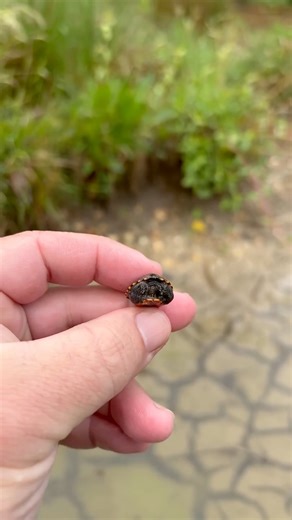 Mini Turtle Picked Up By a Giant! 😳 | Garden State Tortoise