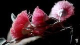 My Garden Path | Lynne Stone - Gardening Australia