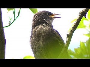 Starling baby bird call loud sounds | Fledgling / Juvenile