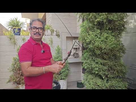 Topiary making टोपियारी बनाना