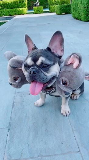 Hagrid and Fluffy from Harry Potter Halloween Costume Idea! Full video on my channel! #halloween #frenchbulldog #dog #fyp #harrypotter | Rosanna Pansino