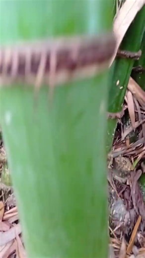 बॉस के पेड़ #nature #seen #farming #viralvideo #shortvideo #trending