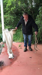 12K views · 421 reactions | Clarendon is 23 snakes and counting as we caught three there yesterday mating  so 6 this week alone! | Snake Catchers Adelaide | Facebook