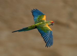 Red-Fronted Macaw Reserve lodge - Ruta Verde Tours