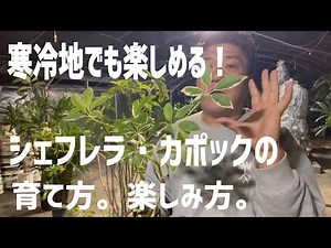 【寒冷地でも楽しめる】シェフレラ・カポックの簡単な育て方と楽しみ方