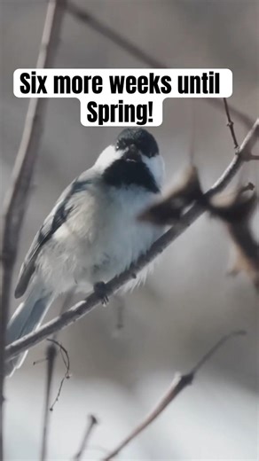 Six more weeks of winter! #Minnesotabirds #chickadee #shorts