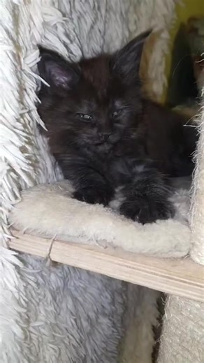 Transforming a Tiny Potato into a Gentle Giant Maine Coon Cat