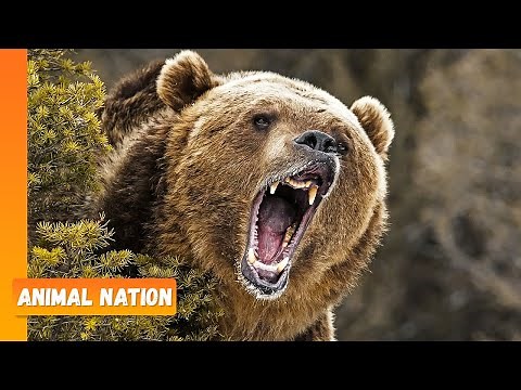 Bears Roaring! - Animal Nation