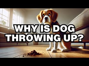 Why Your Dog Might Throw Up? Explained
